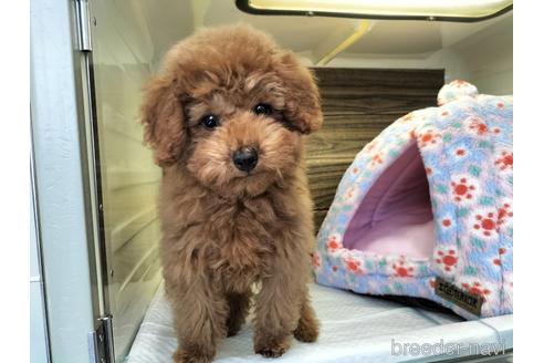 成約済の兵庫県のトイプードル-172884の4枚目